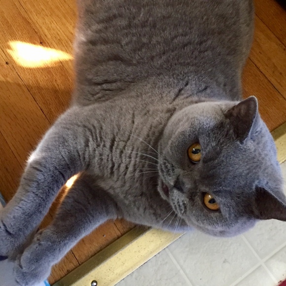 Meet your Posher, Alene - Picture 1 of 1